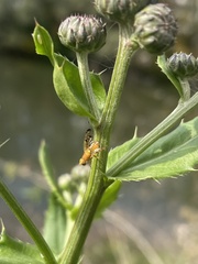 Xyphosia miliaria