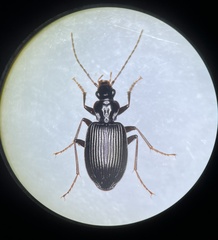 Limodromus assimilis