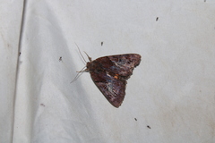 Catocala muliercula