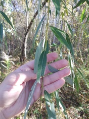 Salix × sepulcralis