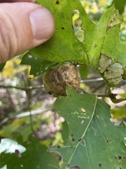 Melikaiella ostensackeni