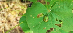 Nezara viridula