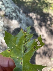 Melikaiella ostensackeni