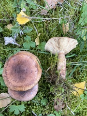 Tricholoma fulvum