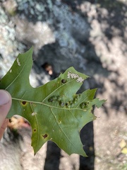 Melikaiella ostensackeni
