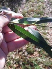 Salix × sepulcralis