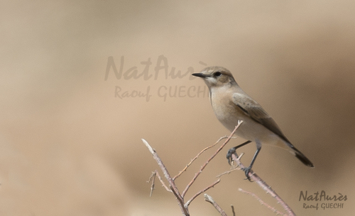 Isabelline Wheatear