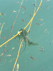 Cymatogaster aggregata