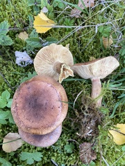 Tricholoma fulvum