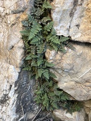 Myriopteris gracilis