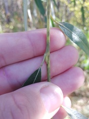 Salix × sepulcralis
