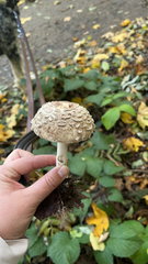 Chlorophyllum olivieri