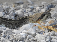 Crotalus ornatus