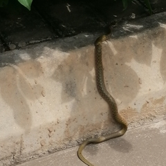 Fowlea flavipunctata