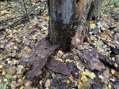 Limodromus assimilis