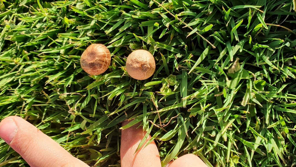 Panaeolus foenisecii · October 2022 · photo: © germanio (iNaturalist, cc-by)