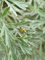 Psyllobora variegata