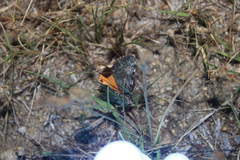 Catocala amica-lineella