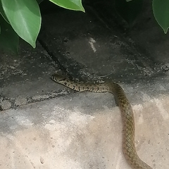 Fowlea flavipunctata