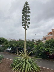 Agave fourcroydes