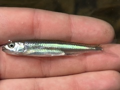 Notropis