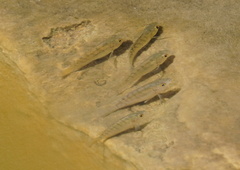 Oreochromis