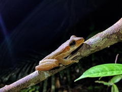 Polypedates macrotis