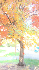 Liquidambar formosana