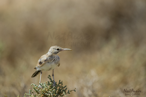 Greater Hoopoe-Lark