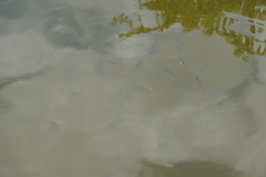 Oreochromis