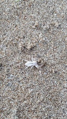 Arachosia praesignis