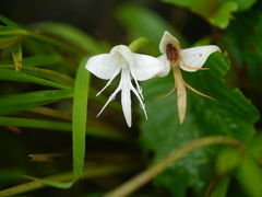 Habenaria rariflora