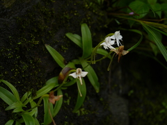 Habenaria rariflora