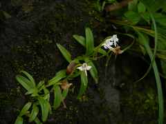 Habenaria rariflora