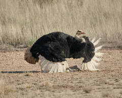 Struthio camelus australis