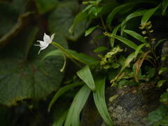 Habenaria rariflora