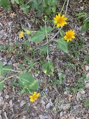Wedelia acapulcensis