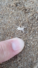 Arachosia praesignis