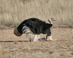 Struthio camelus australis