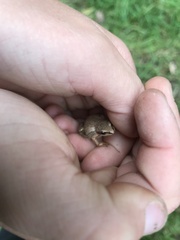 Pseudacris triseriata