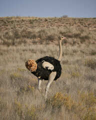 Struthio camelus australis