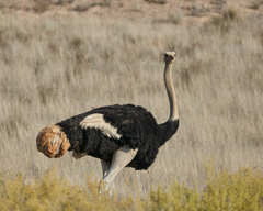 Struthio camelus australis