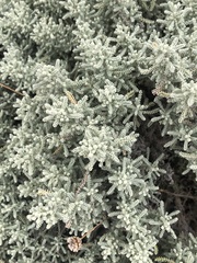 Santolina chamaecyparissus