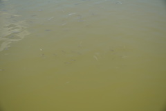 Oreochromis