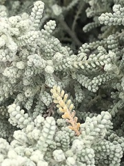 Santolina chamaecyparissus