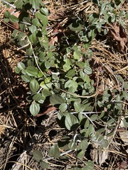 Ceanothus cordulatus