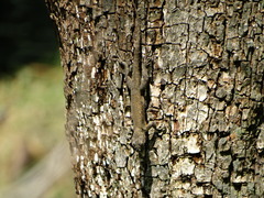 Sceloporus grammicus