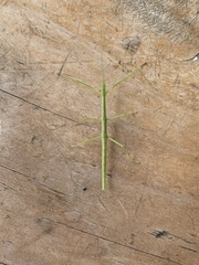 Phasmatinae