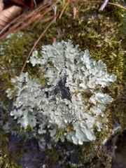 Flavoparmelia caperata