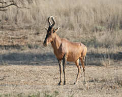 Alcelaphus buselaphus caama
